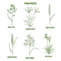 Forage grasses set Royalty Free Stock Photo