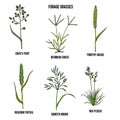 Forage grasses vector set Royalty Free Stock Photo