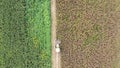 Forage harvester on maize cutting for silage in field. Harvesting biomass crop. Self-propelled Harvester for agriculture. Tractor