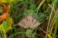 Forage Looper Moth - Caenurgina erechtea