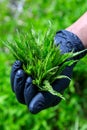 Foraged Food Wild Nettles