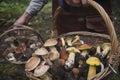 forager with basket full of assorted mushrooms