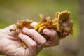 Foraging background with edible mushrooms