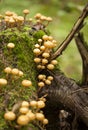 Foraging background with edible mushrooms Royalty Free Stock Photo