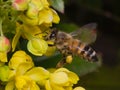 Foraging bee flying in front of a yellow flower looking for pollen