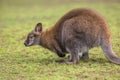 Foraging Bennet Wallaby Royalty Free Stock Photo