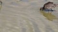 Foraging black-tailed godwits in Le Teich Bird Reserve, France