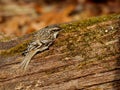 Foraging Brown Creeper Royalty Free Stock Photo