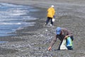 Foraging for Caplin