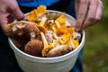 Foraging- closeup on a bucket full of mushrooms