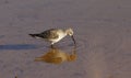 Foraging Curlew sandpiper Calidris ferruginea Royalty Free Stock Photo