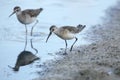 Foraging Curlew sandpiper Calidris ferruginea