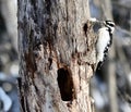 Woodpecker with Seed on Dead Tree