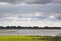 Foraging lapwings in Dutch Jaap Deensgat, Lauwersmeer Royalty Free Stock Photo