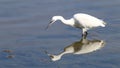 Foraging little Egret in Le Teich Bird Reserve, France