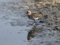 Foraging Little stint Calidris minuta Royalty Free Stock Photo