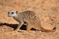 Foraging meerkat