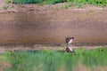 Foraging migrant Common sandpiper, Actitis hypoleucos, picking up a just caught invertebrate from muddy shore Royalty Free Stock Photo