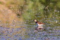 Foraging migrant Common sandpiper, Actitis hypoleucos, picking up a just caught invertebrate from muddy shore Royalty Free Stock Photo