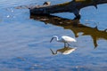 Foraging and mirroring little Egret, Le Teich Bird Reserve, France