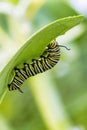 Foraging monarch chrysalis on crown flower plant. Royalty Free Stock Photo