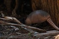 Foraging nine-banded armadillo Dasypus novemcinctus in the woods