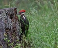Foraging Pileated Woodpecker