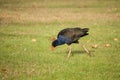 Foraging purple swamphen