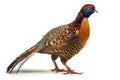 Foraging Ring-necked Pheasants Isolate on white Background.