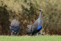 Foraging vulturine guineafowl