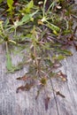 Foraging. Wild chicory (Cichorium intybus), edible plant of fields.