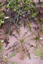 Foraging. Wild chicory (Cichorium intybus), edible plant.