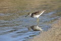 Foraging wood sandpiper Tringa glareola Royalty Free Stock Photo