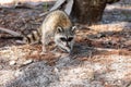 Foraging young raccoon Procyon lotor along the forest floor