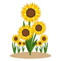 Foral sunflower nature cartoon