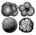 Foraminifera, vintage illustration