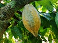 Forastero type of cocoa fruit that grows in the highlands of Batang, Central Java Royalty Free Stock Photo