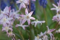 Forbes Glory-of-the-snow Scilla forbesii rosea, close-up flowers