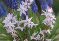 Forbes Glory-of-the-snow Scilla forbesii, flowers