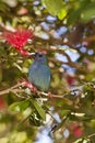 Forbes Parrot Finch Royalty Free Stock Photo