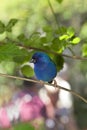 Forbes Parrot Finch Royalty Free Stock Photo