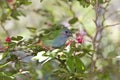 Forbes Parrot Finch Royalty Free Stock Photo