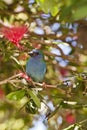 Forbes Parrot Finch Royalty Free Stock Photo