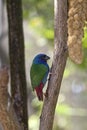 Forbes Parrot Finch Royalty Free Stock Photo