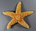 Forbes sea star Royalty Free Stock Photo