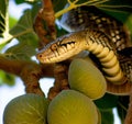 Forbidden fruit in the Darden of Eden Royalty Free Stock Photo