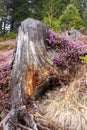 Earth healing: a beautiful heather bloom in its magenta tones