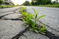 Force of Nature! Plants emerging through rock-hard asphalt Royalty Free Stock Photo