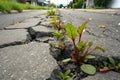 Force of Nature! Plants emerging through rock-hard asphalt Royalty Free Stock Photo