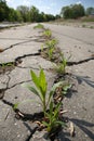 Force of Nature! Plants emerging through rock-hard asphalt Royalty Free Stock Photo
